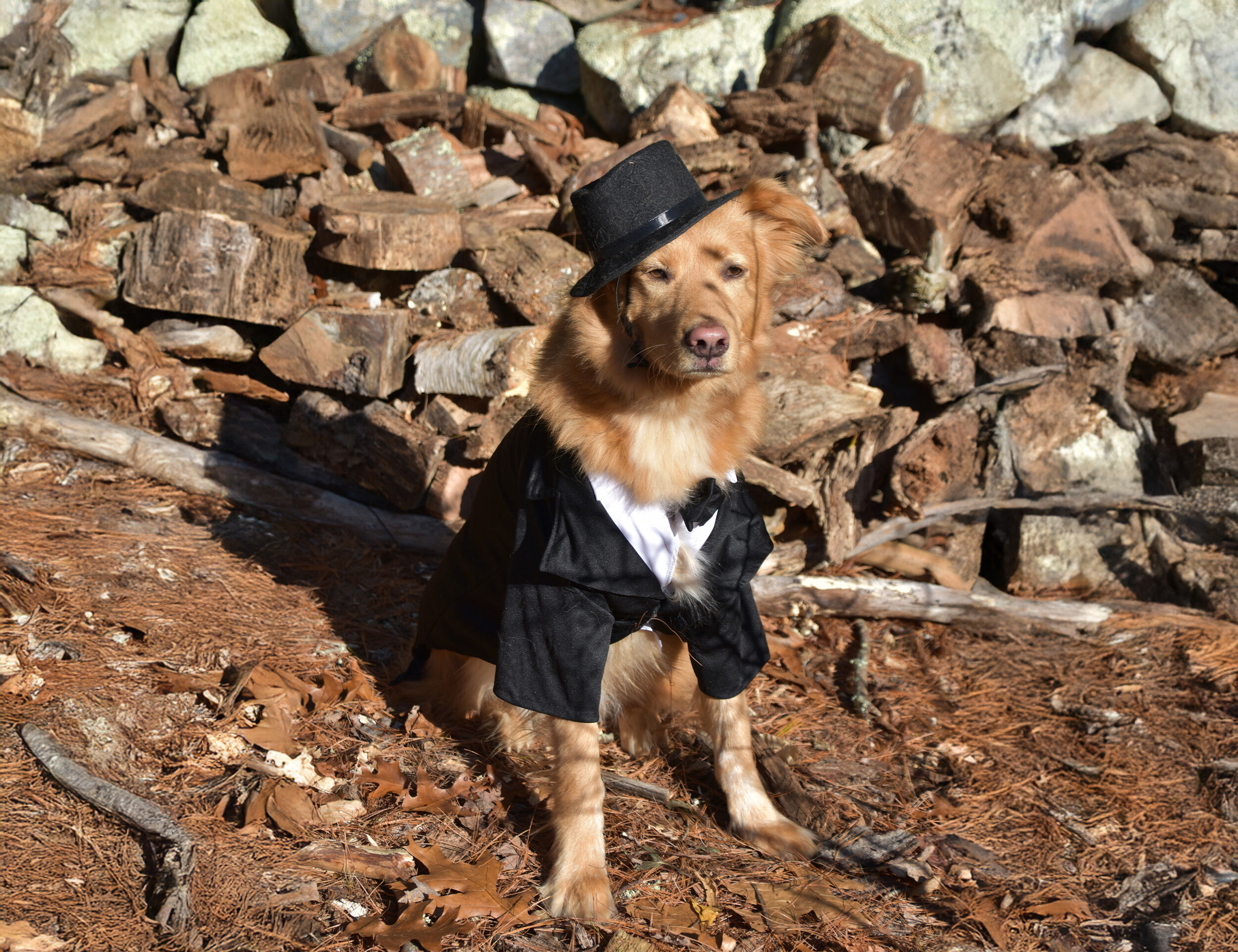 A pet dog dressed with black dress in wedding ceremonies
